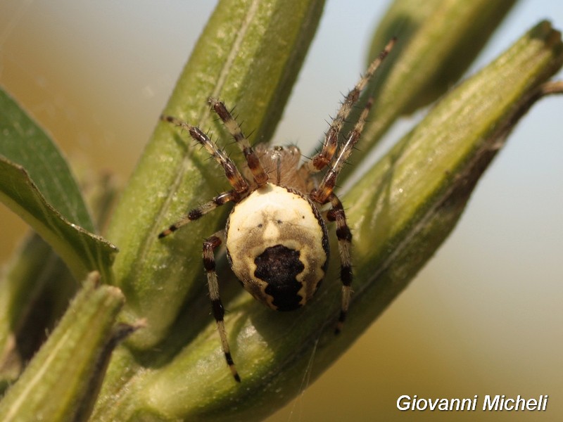 Araneus marmoreus var. pyramidatus  - Cerano (NO)